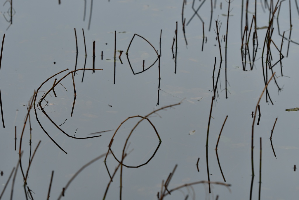 2018-11 Scotland/Aviemore/DSC_7642.JPG